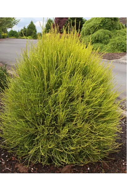 Platycladus ’Franky Boy’